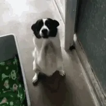Perrito pidiendo apoyo
